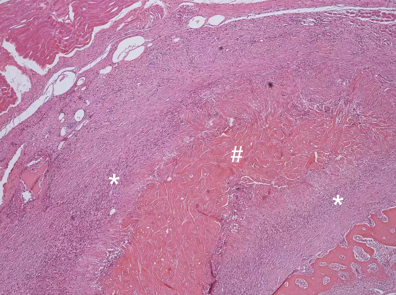 ISTOLOGIA_DERMA_CONIGLI_PER_PRODOTTI