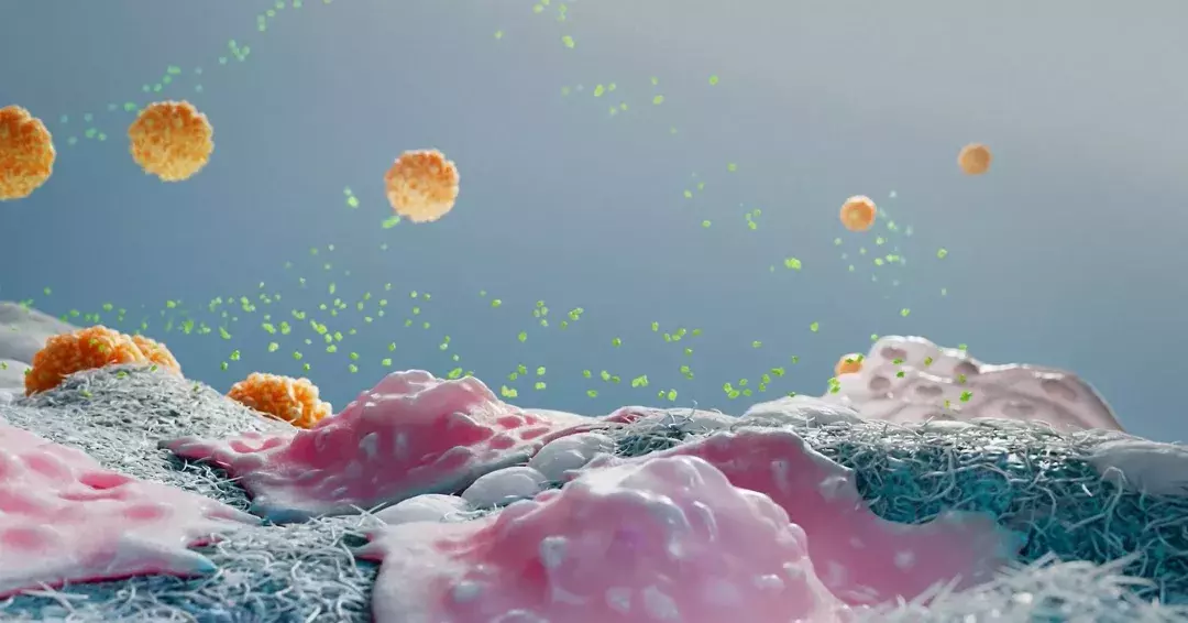 Collagen in OsteoBiol products
